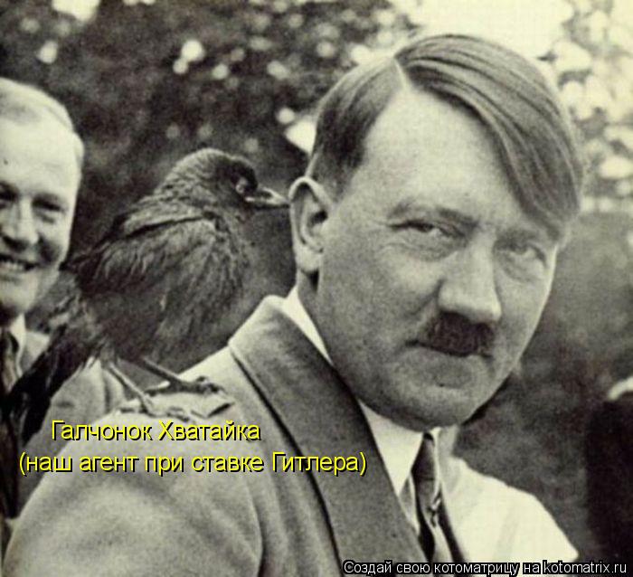 Котоматрица: Галчонок Хватайка (наш агент при ставке Гитлера)