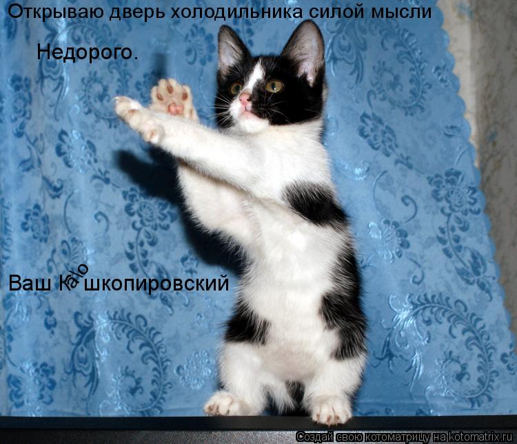 Котоматрица: Открываю дверь холодильника силой мысли Недорого.  Ваш К  шкопировский ао