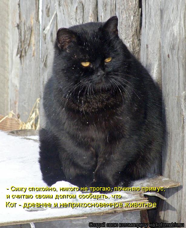 Котоматрица: - Сижу спокойно, никого не трогаю, починяю примус, и считаю своим долгом сообщить, что  Кот - древнее и неприкосновенное животное