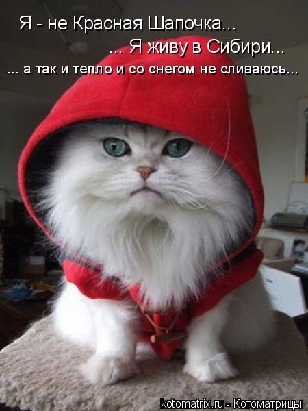 Котоматрица: Я - не Красная Шапочка...  ... Я живу в Сибири...  ... а так и тепло и со снегом не сливаюсь...