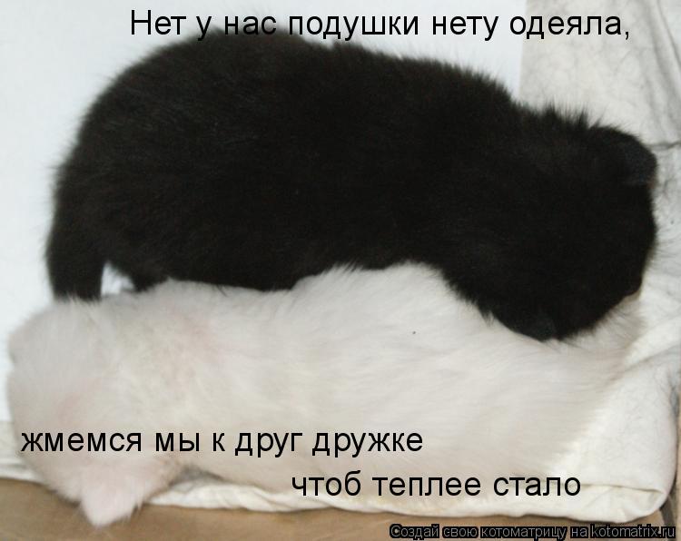 Котоматрица: Нет у нас подушки нету одеяла, жмемся мы к друг дружке чтоб теплее стало