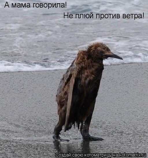 Котоматрица: А мама говорила! Не плюй против ветра!