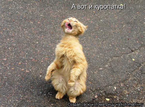 Котоматрица: А вот и куропатка!