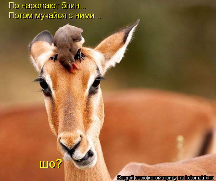 Котоматрица: По нарожают блин... Потом мучайся с ними... шо?