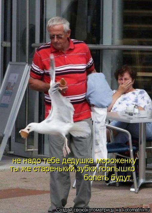 Котоматрица: не надо тебе дедушка мороженку ты же старенький,зубки,горлышко болеть будут..