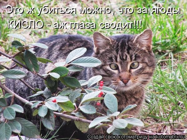 Котоматрица: Это ж убиться можно, что за ягоды КИСЛО - аж глаза сводит!!!