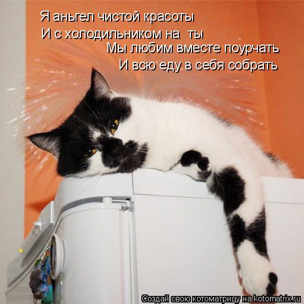 Котоматрица: Я аньгел чистой красоты И с холодильником на «ты» Мы любим вместе поурчать И всю еду в себя собрать