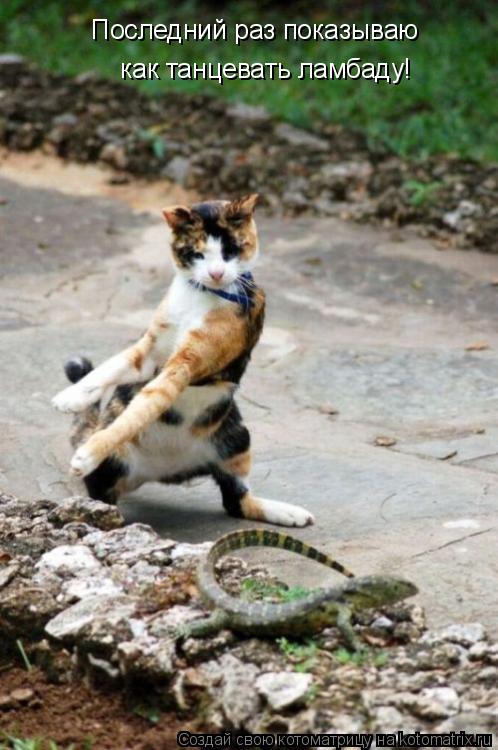 Котоматрица: Последний раз показываю  как танцевать ламбаду!