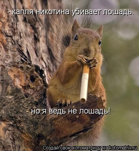 Котоматрица: - капля никотина убивает лошадь.  - но я ведь не лошадь!