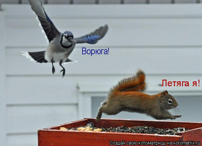 Котоматрица: Ворюга! Летяга я!