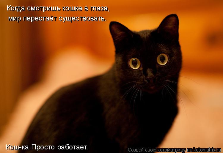 Котоматрица: Когда смотришь кошке в глаза, мир перестаёт существовать. Кош-ка.Просто работает.