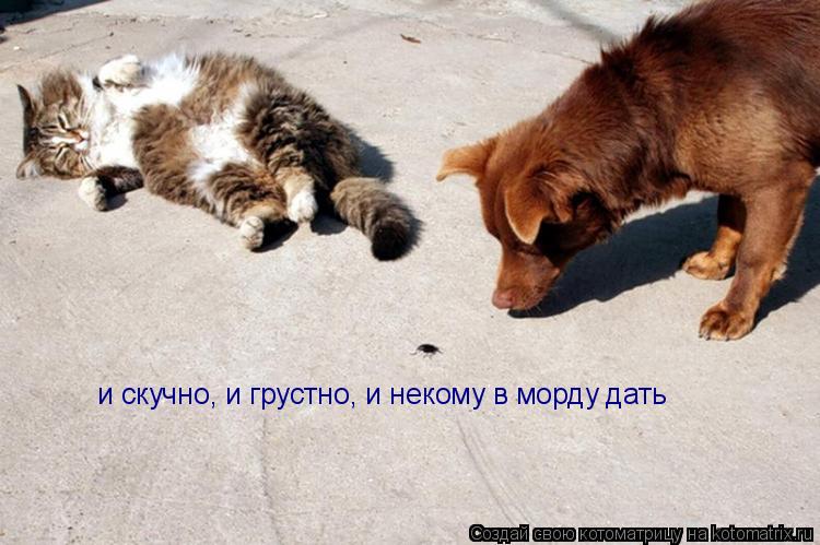и скучно, и грустно, и некому в морду дать... Котоматрица: и скучно, и грустно, и некому в морду дать
