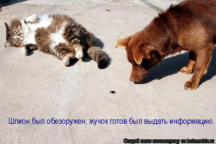 Шпион был обезоружен, жучок готов был выдать информацию.... Котоматрица: Шпион был обезоружен, жучок готов был выдать информацию.