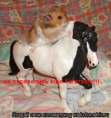 не перевелись еще богатыри !!!... Котоматрица: не перевелись еще богатыри !!!