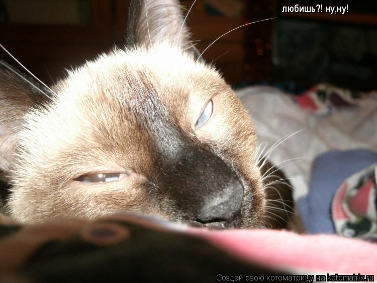любишь?! ну,ну!... Котоматрица: любишь?! ну,ну!