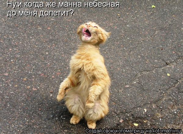Ну,и когда же манна небесная до меня долетит?... Котоматрица: Ну,и когда же манна небесная до меня долетит?