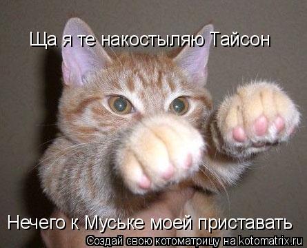 Ща я те накостыляю Тайсон Нечего к Муське моей приставать... Котоматрица: Ща я те накостыляю Тайсон Нечего к Муське моей приставать