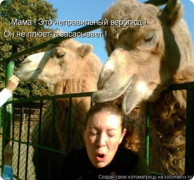 Мама ! Это неправильный верблюд ! Он не плюет, а засасывает !... Котоматрица: Мама ! Это неправильный верблюд ! Он не плюет, а засасывает !