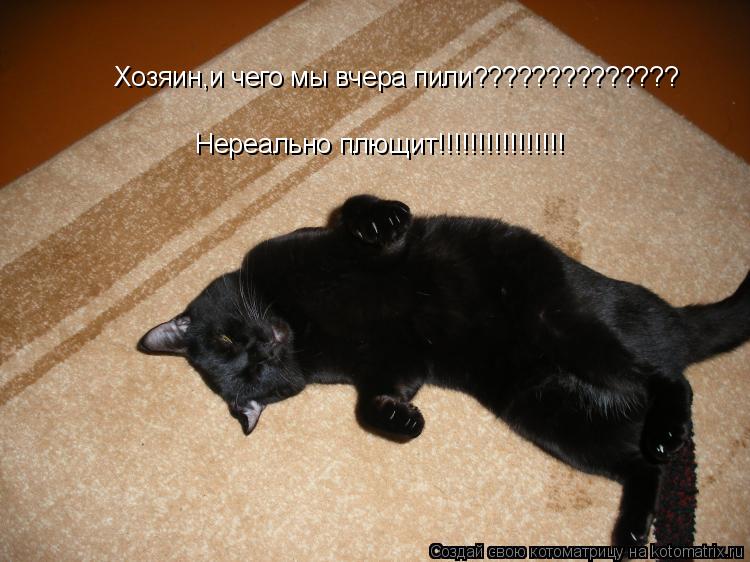 Хозяин,и чего мы вчера пили?????????????? Нереально плющит!!!!!!!!!!!!!!!!... Котоматрица: Хозяин,и чего мы вчера пили?????????????? Нереально плющит!!!!!!!!!!!!!!!!