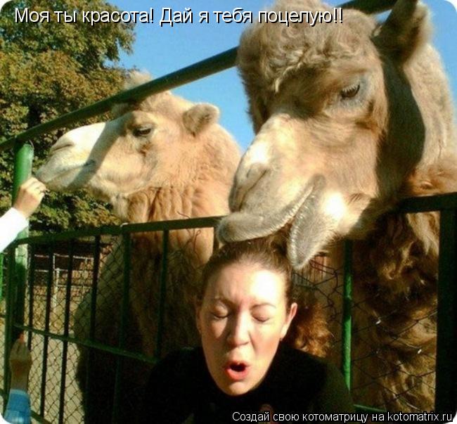 Моя ты красота! Дай я тебя поцелую!!... Котоматрица: Моя ты красота! Дай я тебя поцелую!!
