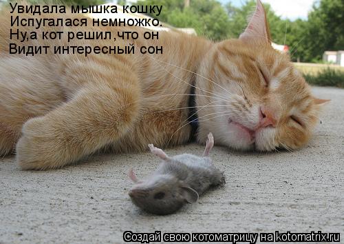 Увидала мышка кошку Испугалася немножко. Ну,а кот решил,что он Видит интересный сон... Котоматрица: Увидала мышка кошку Испугалася немножко. Ну,а кот решил,что он Видит интересный сон