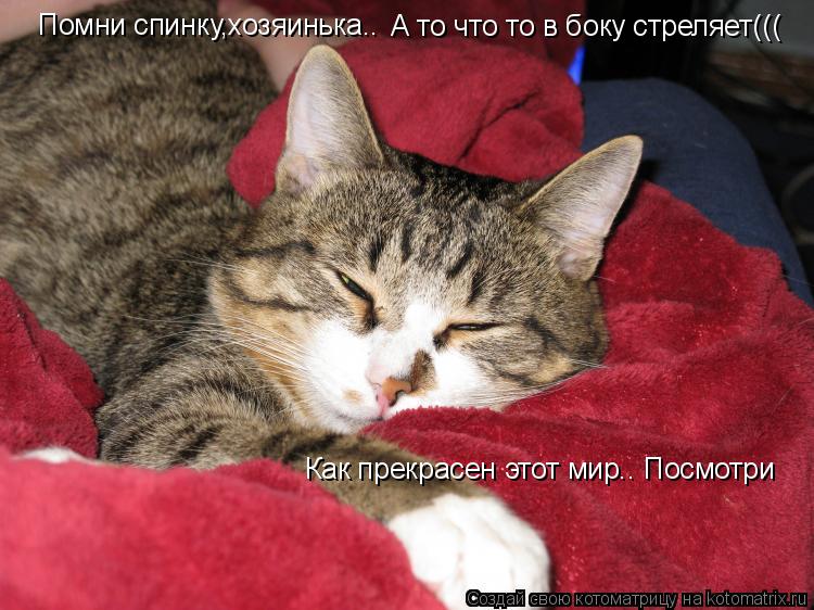 Помни спинку,хозяинька.. А то что то в боку стреляет((( Как прекрасен этот мир.. Посмотри... Котоматрица: Помни спинку,хозяинька.. А то что то в боку стреляет((( Как прекрасен этот мир.. Посмотри