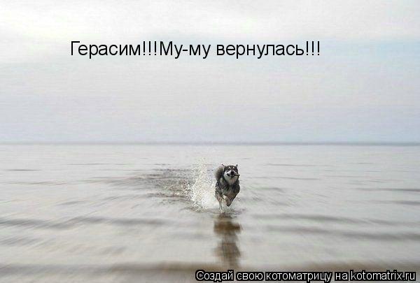 Герасим!!!Му-му вернулась!!!... Котоматрица: Герасим!!!Му-му вернулась!!!