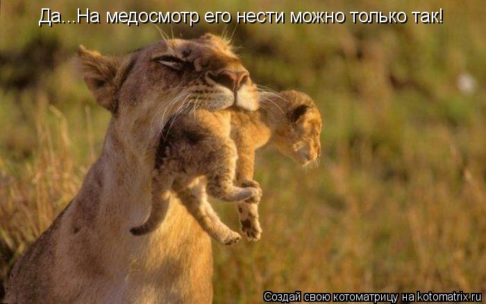 Да...На медосмотр его нести можно только так!... Котоматрица: Да...На медосмотр его нести можно только так!