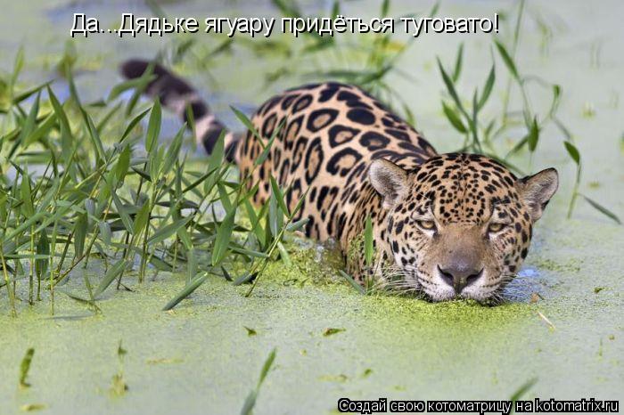 Да...Дядьке ягуару придёться туговато!... Котоматрица: Да...Дядьке ягуару придёться туговато!