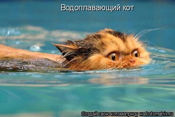 Водоплавающий кот... Котоматрица: Водоплавающий кот