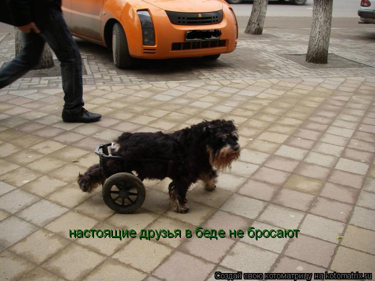настоящие друзья в беде не бросают... Котоматрица: настоящие друзья в беде не бросают