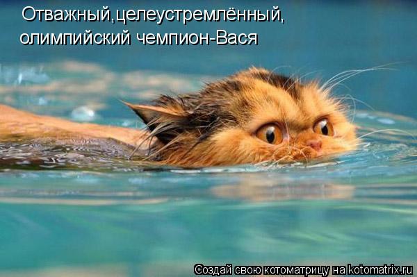 Отважный,целеустремлённый, олимпийский чемпион-Вася... Котоматрица: Отважный,целеустремлённый, олимпийский чемпион-Вася