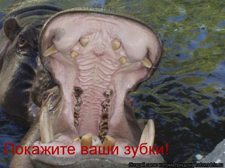 Покажите ваши зубки!... Котоматрица: Покажите ваши зубки!