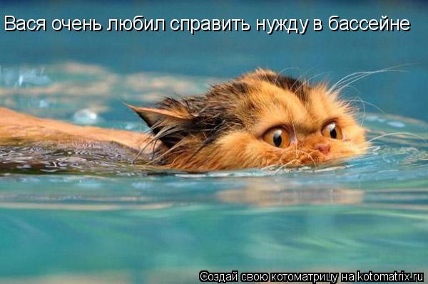 Котоматрица: Вася очень любил справить нужду в бассейне