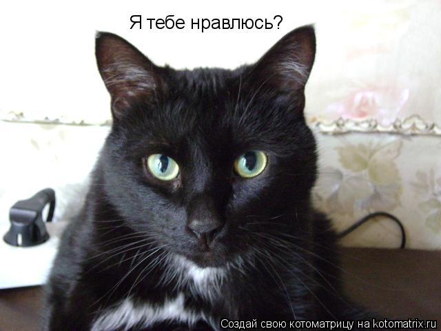 Котоматрица: Я тебе нравлюсь?