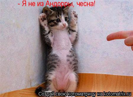 Котоматрица: - Я не из Андорры, чесна!