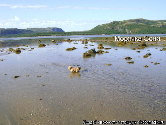 Котоматрица: Морячка Соня...