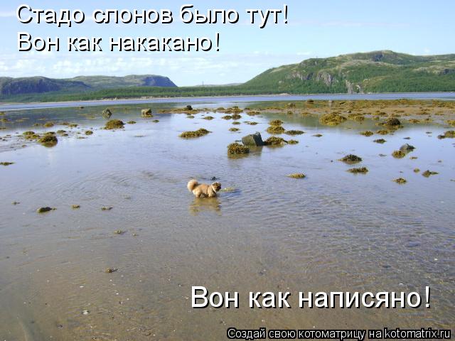 Стадо слонов было тут! Вон как накакано! Вон как написяно!... Котоматрица: Стадо слонов было тут! Вон как накакано! Вон как написяно!