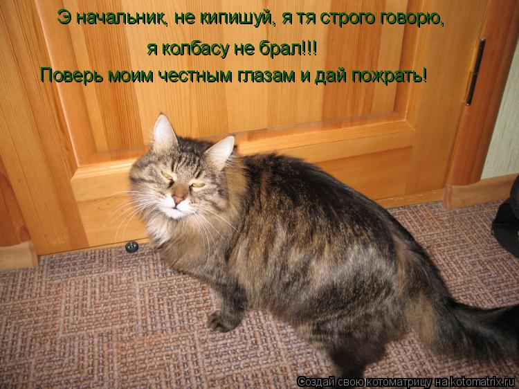 Котоматрица: Э начальник, не кипишуй, я тя строго говорю,  я колбасу не брал!!!  Поверь моим честным глазам и дай пожрать!