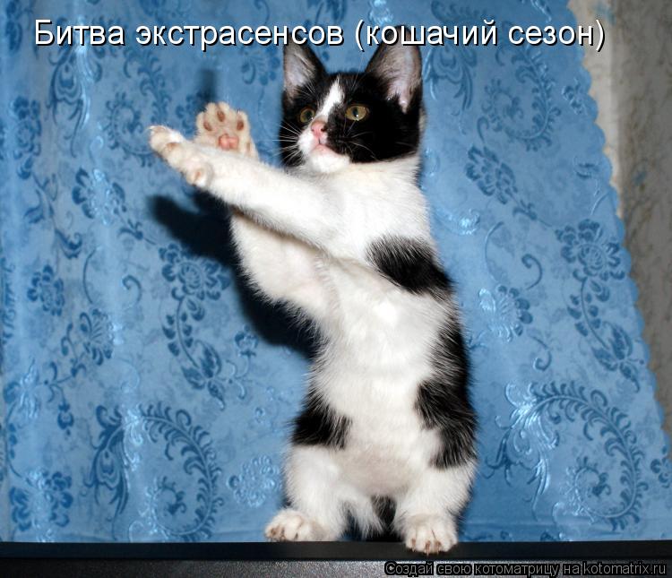 Котоматрица: Битва экстрасенсов (кошачий сезон)