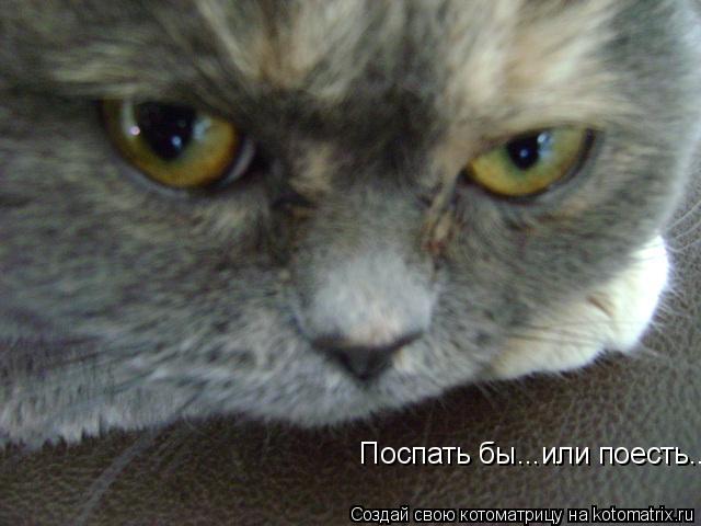 Котоматрица: Поспать бы...или поесть...
