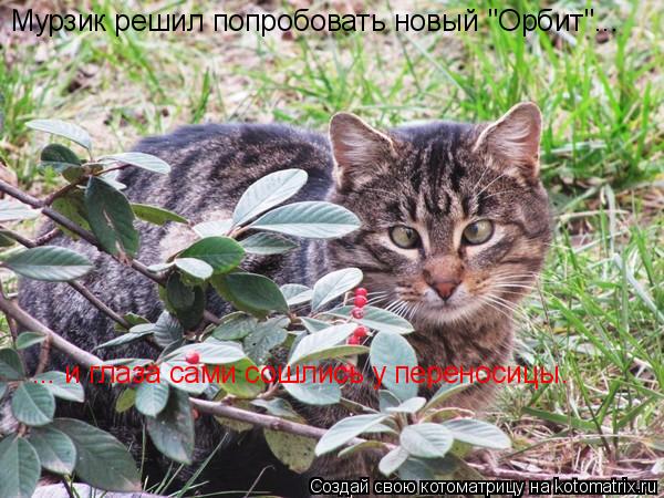 Котоматрица: Мурзик решил попробовать новый "Орбит"... ... и глаза сами сошлись у переносицы.