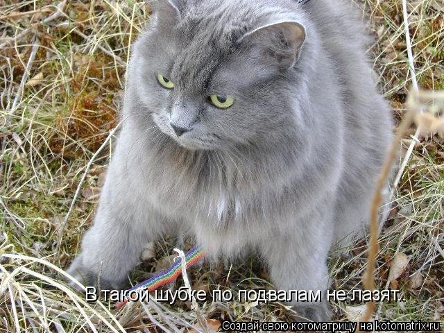 Котоматрица: В такой шубке по подвалам не лазят..