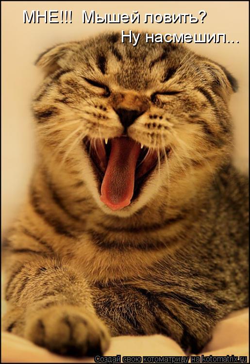 Котоматрица: МНЕ!!!  Мышей ловить? Ну насмешил...