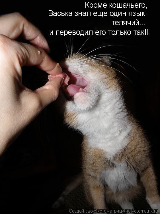 Котоматрица: Кроме кошачьего,  Васька знал еще один язык - телячий... и переводил его только так!!!