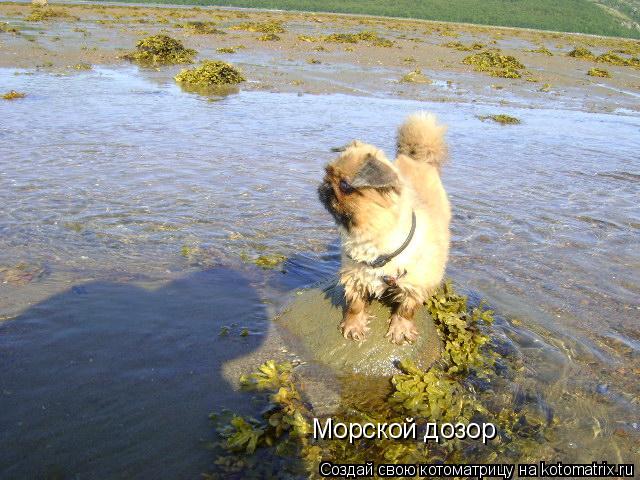 Котоматрица: Морской дозор