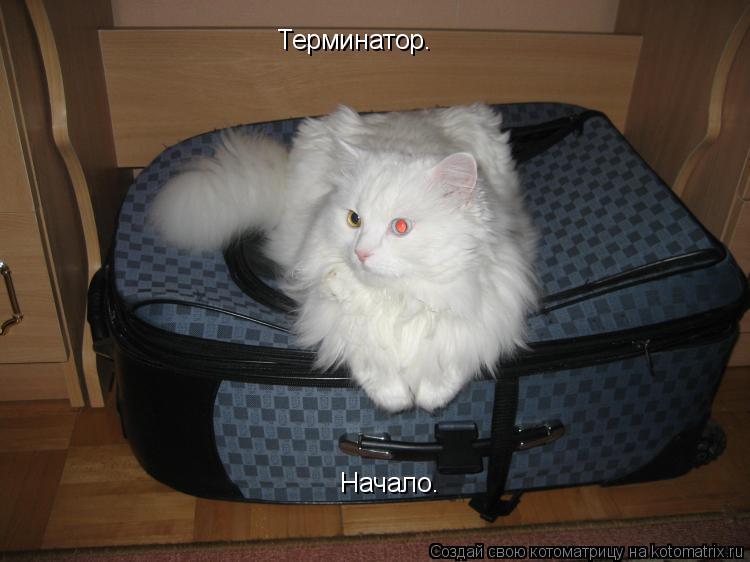 Котоматрица: Терминатор. Начало.