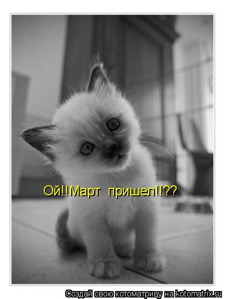 Котоматрица: Ой!!Март  пришел!!??
