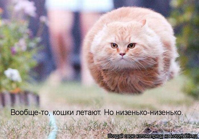 Вообще-то, кошки летают. Но низенько-низенько.... Котоматрица: Вообще-то, кошки летают. Но низенько-низенько.