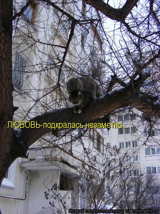 Котоматрица: ЛЮБОВЬ-подкралась незаметно...